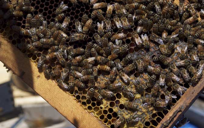 蜂群失王最多能堅持多久? 蜂王