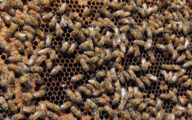 蜂群失王最多能堅持多久? 蜂群