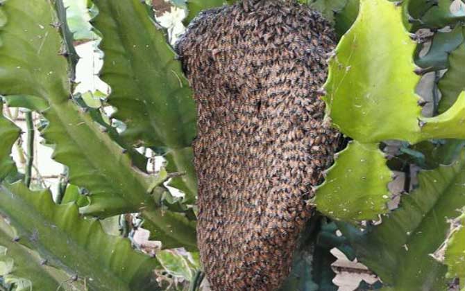 黑小蜜蜂能人工養(yǎng)殖嗎? 黑小蜜蜂