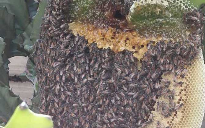 黑小蜜蜂能人工養(yǎng)殖嗎? 黑小蜜蜂