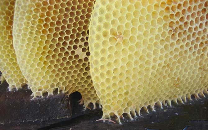 怎樣養(yǎng)蜜蜂才不會逃跑? 養(yǎng)蜂