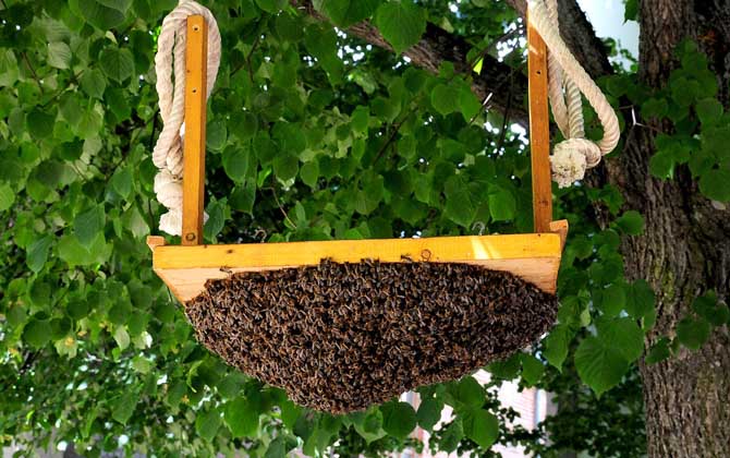 怎樣養(yǎng)蜜蜂才不會逃跑? 養(yǎng)蜂