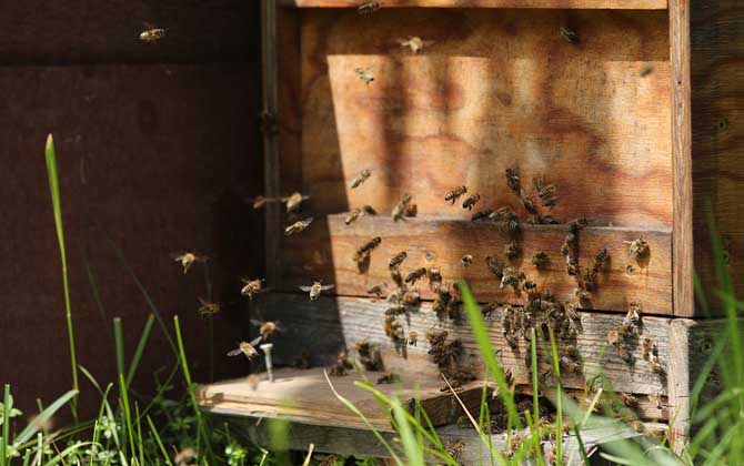 什么東西吸引蜜蜂快? 蜜蜂