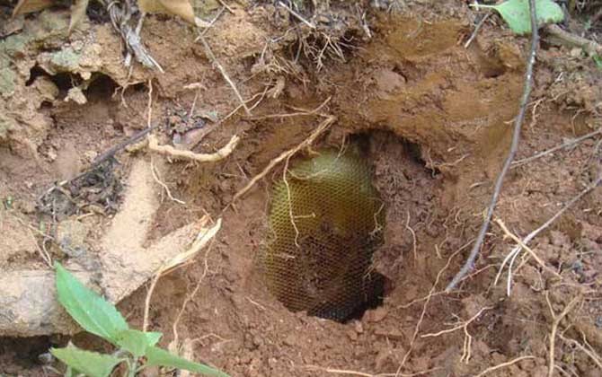 怎樣知道附近有野生蜜蜂窩? 野生蜜蜂