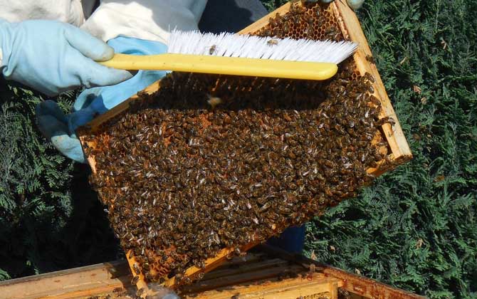 原地分蜂的最好方法 原地分蜂