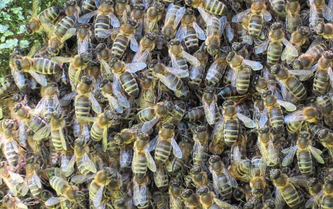 引誘蜜蜂最快的方法 引誘蜜蜂