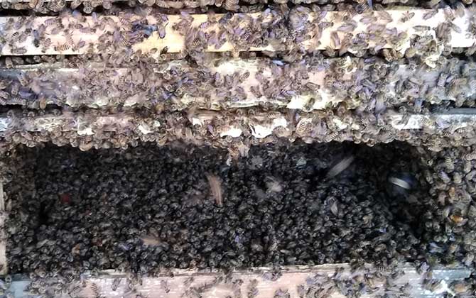 中蜂多久換一次蜂王? 中蜂換王