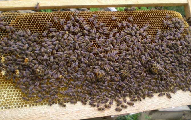 中蜂春繁時如何加脾? 中蜂春繁