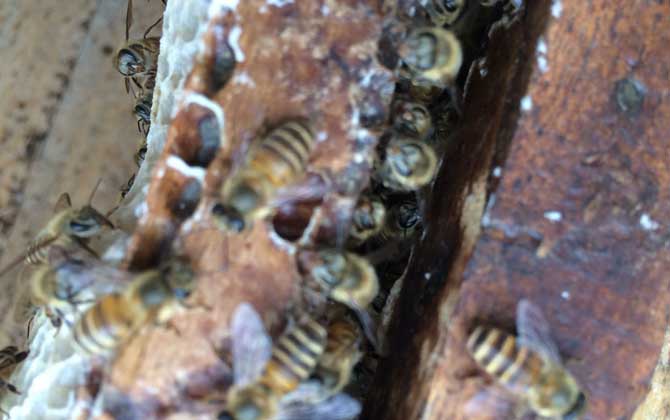 中蜂雙王群真的弊大于利嗎? 中蜂雙王群