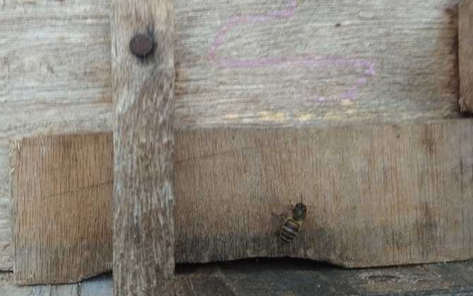 中蜂用什么蜂箱養最好? 中蜂用什么蜂箱