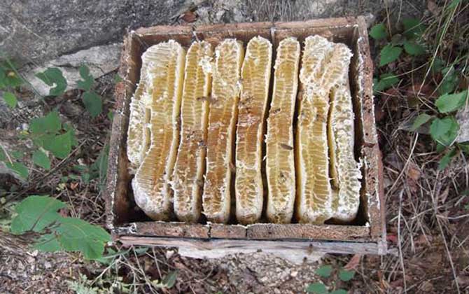 土養(yǎng)中蜂幾月份割蜜? 土養(yǎng)中蜂