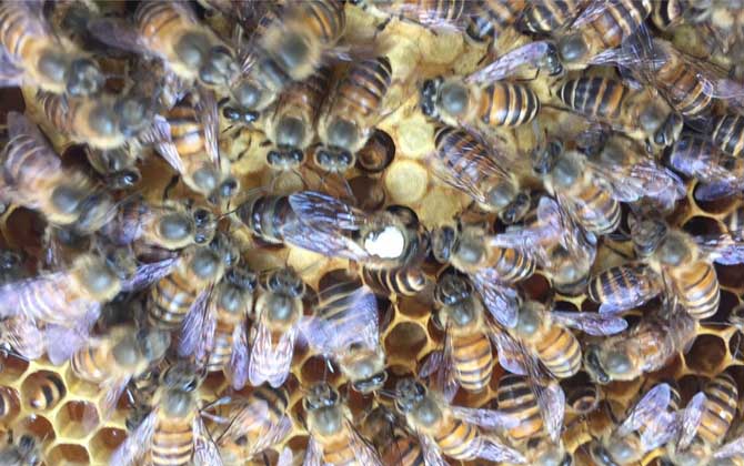 蜂王死了蜂群怎么補救? 蜂王