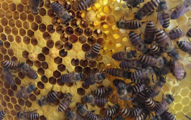 蜂王死了蜂群怎么補救? 蜂王