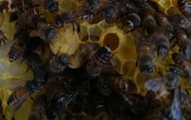 蜂王死了蜂群怎么補救? 蜂王