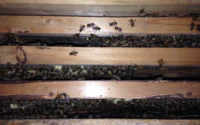 中蜂雙王群有哪些難點? 中蜂雙王群