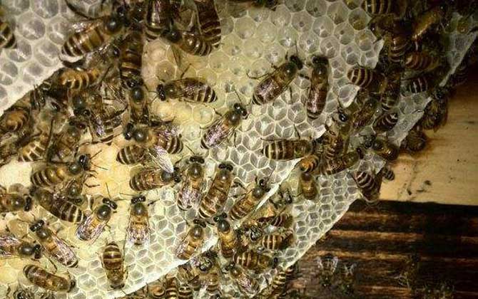 中蜂雙王群有哪些難點? 中蜂雙王群