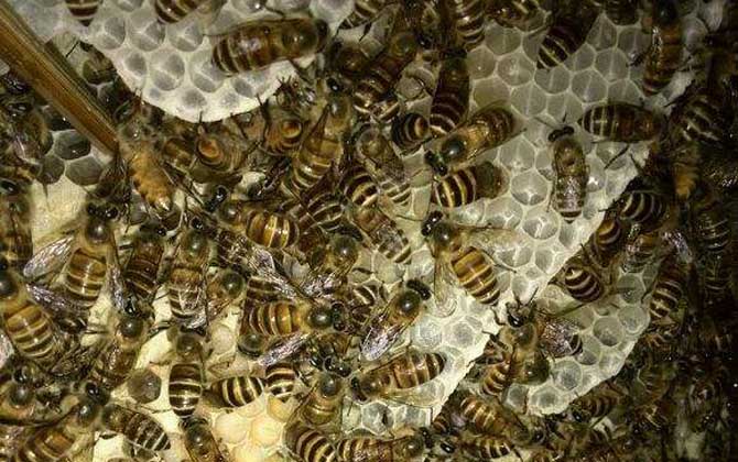 中蜂雙王群有哪些難點? 中蜂雙王群