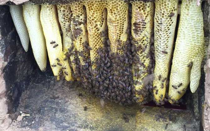 雙王群的組織方法及注意事項 雙王群