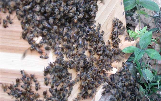 雙王群的組織方法及注意事項 雙王群