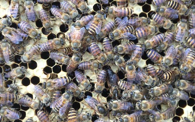 養蜂怎么防止自然分蜂? 養蜂
