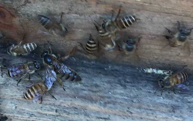 養蜂怎么防止自然分蜂? 養蜂