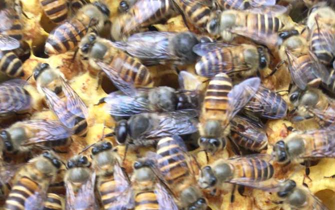 剛收的蜜蜂沒有蜂王怎么辦? 蜜蜂