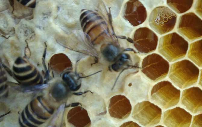 中蜂怎樣防治分蜂熱? 分蜂熱