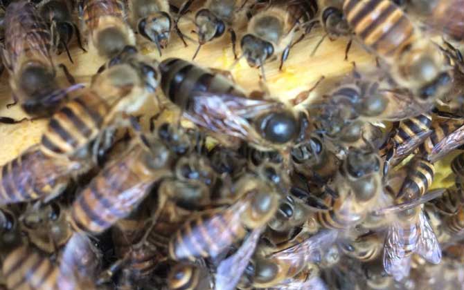 中蜂怎樣防治分蜂熱? 分蜂熱