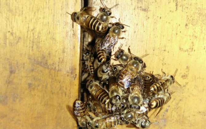 蜜蜂逃跑前有什么征兆? 蜜蜂逃跑征兆