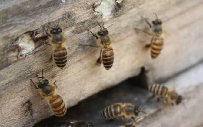 阿壩中蜂有哪些優(yōu)點(diǎn)和缺點(diǎn)? 阿壩中蜂