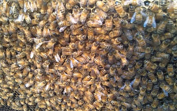 阿壩中蜂有哪些優(yōu)點(diǎn)和缺點(diǎn)? 阿壩中蜂