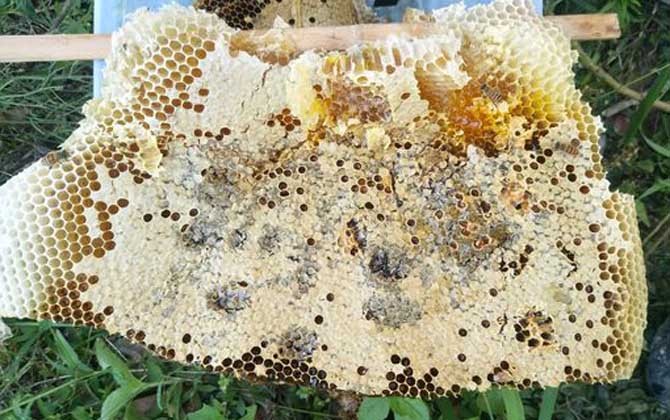 哪些人不適合養蜜蜂? 養蜂