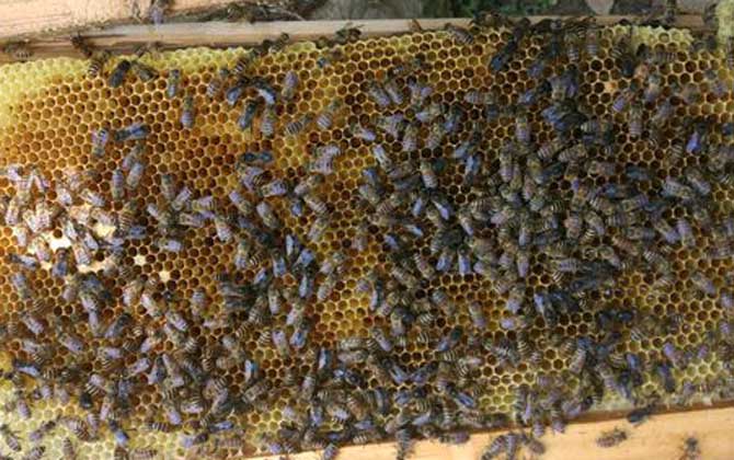 哪些人不適合養蜜蜂? 養蜂