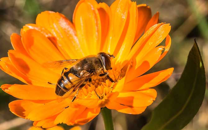 一箱蜜蜂一年產(chǎn)多少蜂蜜? 蜜蜂