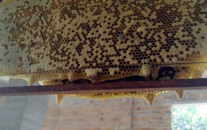 新蜂箱的氣味怎么處理? 蜂箱