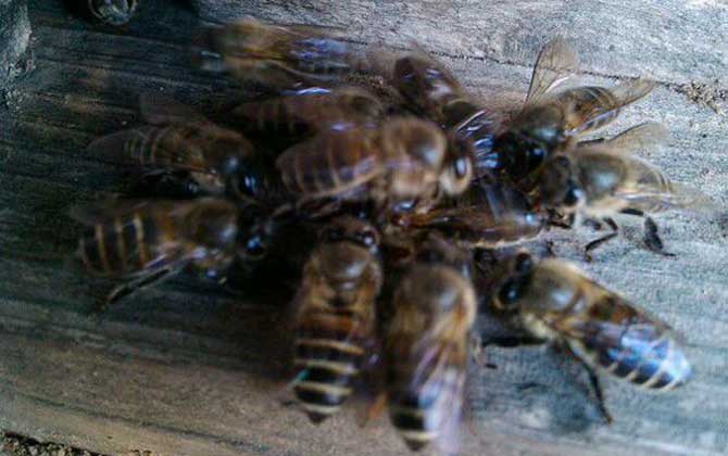 新蜂箱的氣味怎么處理? 蜂箱