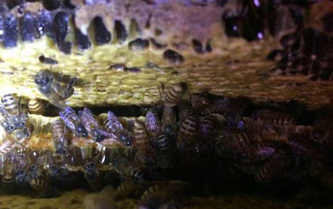 怎么引來蜜蜂自己養殖? 怎么引來蜜蜂