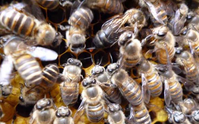 蜜蜂什么時候繁殖速度快? 蜜蜂