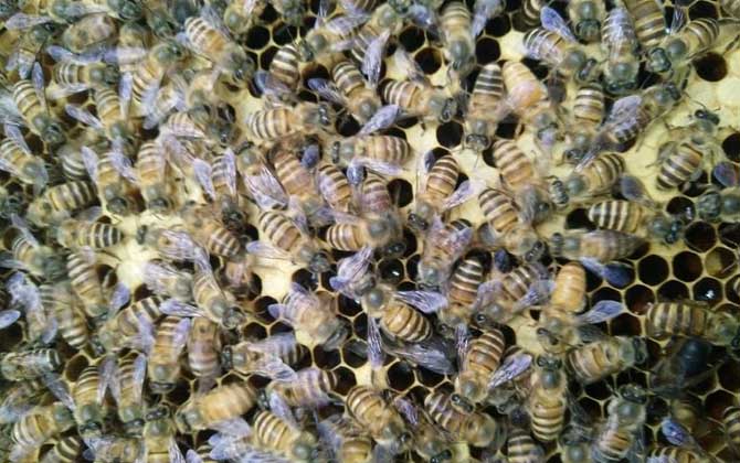 野蜜蜂怎么養(yǎng)它不會(huì)跑? 蜜蜂