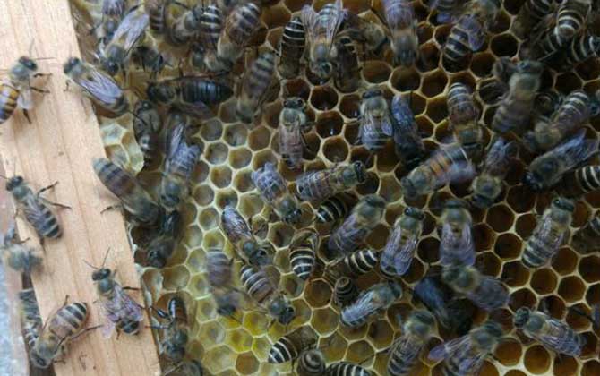 野蜜蜂怎么養(yǎng)它不會(huì)跑? 蜜蜂