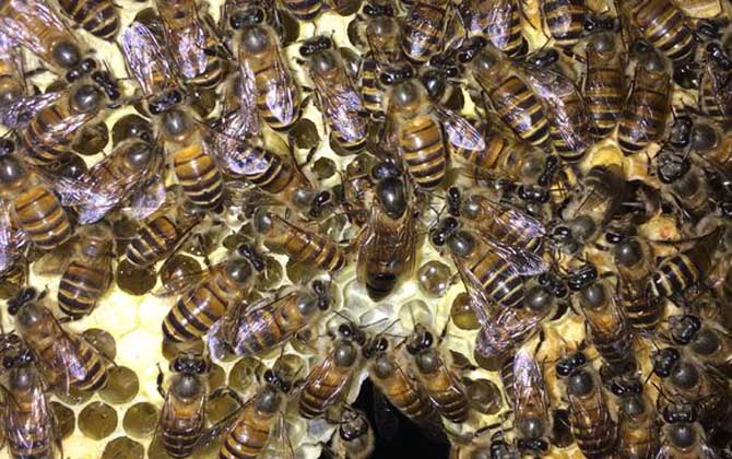 野蜜蜂怎么養(yǎng)它不會(huì)跑? 蜜蜂