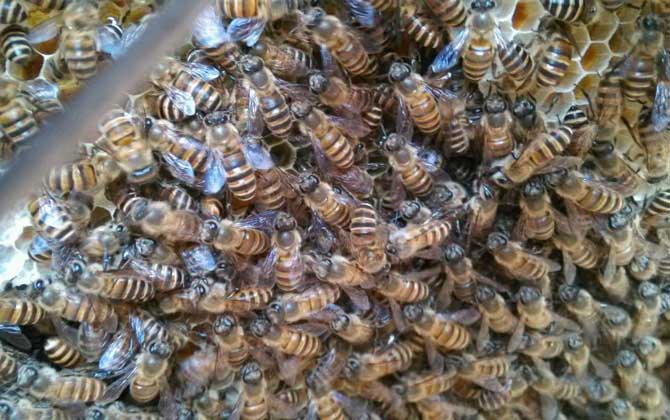 冬季養蜂多少天喂一次? 冬季養蜂