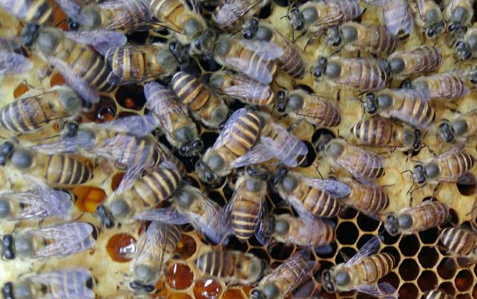 冬季養蜂多少天喂一次? 冬季養蜂