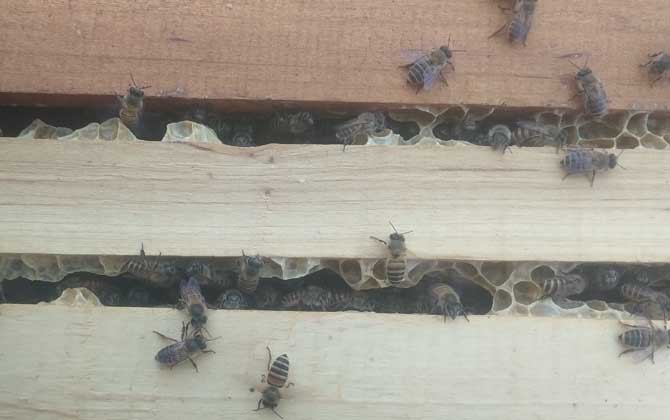 蜂群要幾脾蜂才能過冬? 蜂群