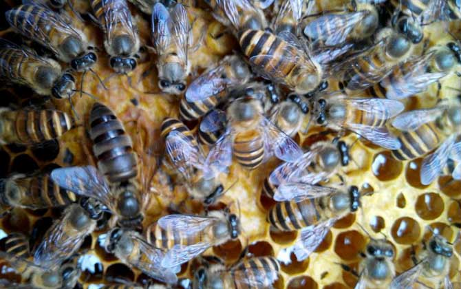 蜜蜂春繁為什么要保溫? 蜜蜂春繁