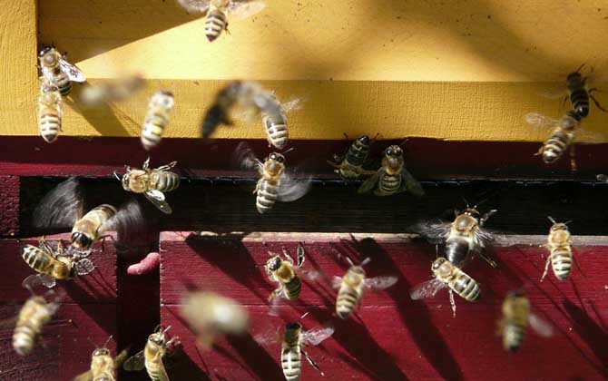 單獨(dú)養(yǎng)一只蜜蜂怎么養(yǎng)? 蜜蜂