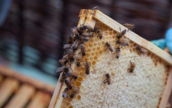 蜜蜂喂什么能加快繁殖? 蜜蜂