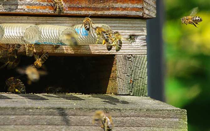 蜜蜂自然分蜂會飛多遠? 自然分蜂