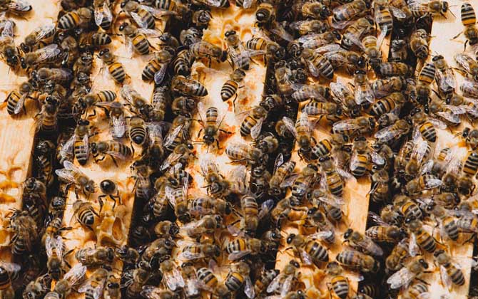 沒有蜂王怎么原地分蜂? 原地分蜂