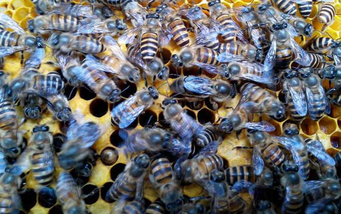 養蜂怎樣原地人工分蜂? 人工分蜂